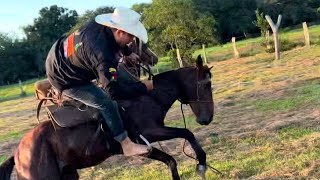 Espumando caballo 🐎cerrero salvaje en el llano 🤠 [upl. by Froh586]