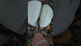 Giant puffball mushrooms in my yard [upl. by Henke954]