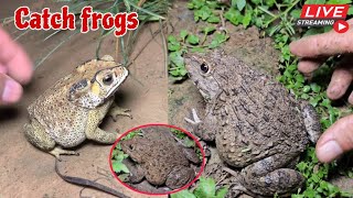 🐸Boing boing catching froggy funny  catch frogs make you laugh  catch frogs for fun part0010 [upl. by Enitsej]