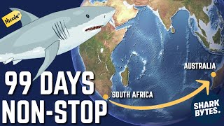 Fastest EVER White Sharks 12000Mile Ocean Trek [upl. by Azmah]