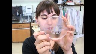 Hydrophobic  hydrophilic Petri Dish [upl. by Connett348]