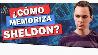 ¿QUÉ ES LA MEMORIA EIDÉTICA 🧠 ¡Aprende a Memorizar como SHELDON COOPER [upl. by Nepets392]