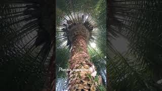 Funny palm phoenix canariensis or pineapple palm shorts herbarium [upl. by Nosnev]