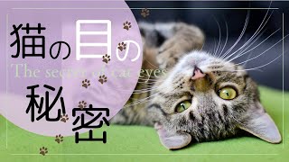 猫＊006 猫の目の秘密 [upl. by Zelda]