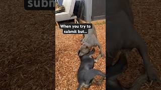 When you really need a timeout awakenedk9 puppy dog dogplaying dogrescue [upl. by Dunham]