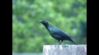 Asian Glossy Starling subsong [upl. by Yseulte185]