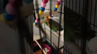 Learn the names of all 6 of my budgies budgies cute birds birdslover parakeet pets [upl. by Tania]