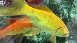 Goldfish swim in the water tank  The most beautiful goldfish to swim [upl. by Nytsirc]