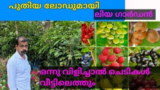 വീണ്ടും പുതിയ ലോഡ്🔥🔥🔥 Np Liya Garden whole sale fruitplant Nersory fruitplant Nersory [upl. by Leoline]