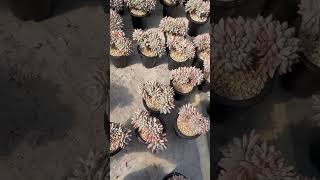 Graptopetalum Paraguayense crested succulent plants garden cactus [upl. by Quillan]