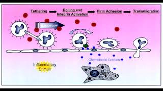 Leukocyte Extravasation  Rolling Tight Binding Diapedesis amp Migration [upl. by Zetroc991]