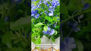 Blue Plumbago Plants Giveaway 2023 November 24  Hotline  0770307210 wedding giftplant plants [upl. by Crescentia]