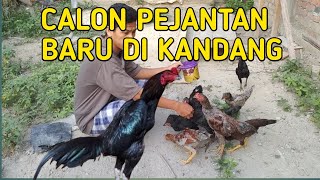 Calon pejantan masa depan pejantan terbaik yang menguasai kandang [upl. by Gerard581]