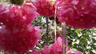 Long lasting flowering plant Pink ball dombeya aka tropical hydrangea [upl. by Jacy]