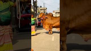 Hefty Sahiwal Bull and Rahim Bhai from Sadeeq Agro 2024  Biggest cow in Bangladesh [upl. by Stephi]