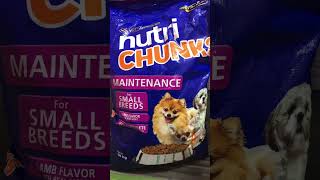 my picky eater dogs approves Nutrichunks small breed with small bone kibbles nutrichunksshorts [upl. by Myers]