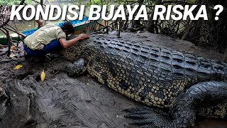 KONDISI BUAYA RISKA BAGAIMANA SEKARANG ❓ [upl. by Nail]