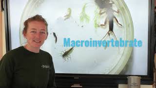 Aquatic Macroinvertebrates [upl. by Adli]