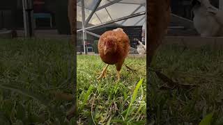 Daily Affirmations with my chicks 🐥chickenvideo foraging backyardflock backyardchickens [upl. by Eicyac]