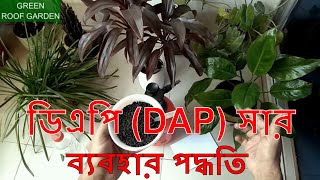 ডিএপি সার ব্যবহার পদ্ধতি DAP Fertilizer Using Method Bangla [upl. by Ahsyek882]