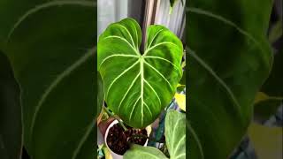 Stunning philodendron Gloriosum [upl. by Ettenav]