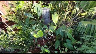 Overwintering Ensete Banana OUTDOORS UK [upl. by Boswall827]