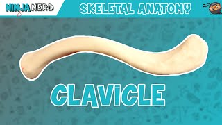 Clavicle Anatomy [upl. by Aicenat]