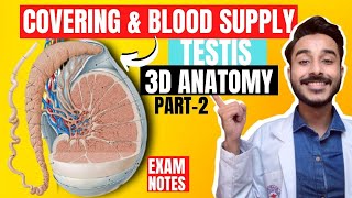 covering of testis anatomy 3d  blood supply of testis anatomy  nerve supply of testis anatomy [upl. by Slerahc]