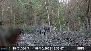 Boars playing around in muddy puddle  Forest Of Dean [upl. by Budde]