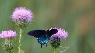 Pipevine swallowtail [upl. by Janice]