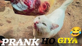 Cat Kay Sath Heavy Wala Prank Ho Giya🤣 [upl. by Giesser256]