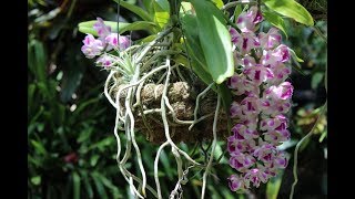 More Summer Blooms Rhynchostylis coelestis Rhynchorides Bangkok Sunset  Dendrophal Catts [upl. by Nyladnewg955]