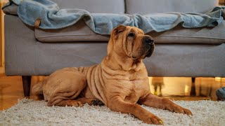 How to Train Your Chinese SharPei for Agility [upl. by Forras418]