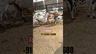 Top Barbare Bakre ka Collection at AS Goat Farm Najibabad Bijnor [upl. by Tybi]