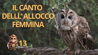 Il canto dellallocco femmina  Tawny Owl call [upl. by Eisdnyl]