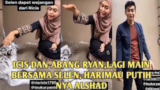 BIKIN SEREEM ICIS DAN ABANG RYAN LAGI BERMAIN BERSAMA SELEN HARIMAU PUTIH NYA ALSHAD [upl. by Ettezyl]