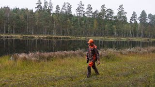 Älgjakt med jämthund  Grymt spännande premiär [upl. by Nwahc453]