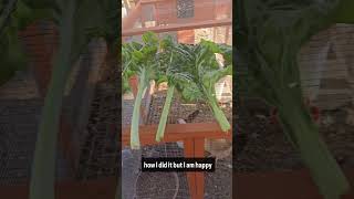 My Swiss Chard is huge [upl. by Nesta]