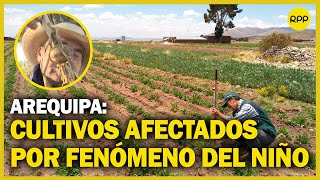 Fenómeno El Niño afecta a cultivos en Arequipa [upl. by Constantine]