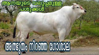 ഈ ഗോശാലകണ്ടാൽ സന്തോഷംകൊണ്ട് മതിമറന്നുപോകും cow farming malayalam [upl. by Frechette333]