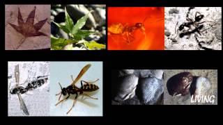 Evolution The Evidence  Episode 2 Living fossil [upl. by Dleifniw]