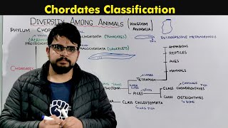 Classification of Chordates Kingdom Animalia [upl. by Sirovat]