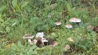 Tricholoma Scalpturatum  Conoscere i funghi 18092014 [upl. by Stormi]