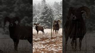 Two bighorn sheep grace Greer as fall seamlessly shifts to winter’s embrace 🍂❄ wildlife snowfall [upl. by Worden726]