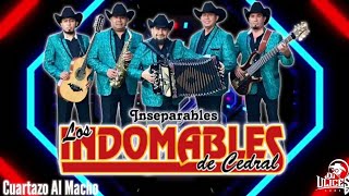 Los Indomables De Cedral  Cuartazo Al Macho ♪ 2020 [upl. by Enaej532]