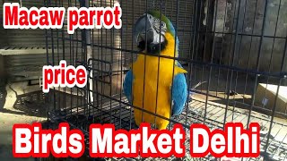 Macaw parrots price in Delhi Birds market [upl. by Eph]