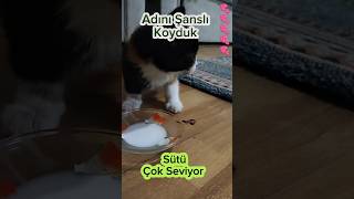 Adını Şanslı Koyduk Allah Özene Bezene Yaratmış kedisesi kedi [upl. by Bartolomeo85]