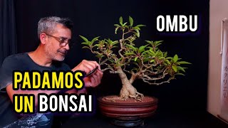 COMO HACER RAMIFICAR UN BONSAI DE OMBU  PODA DE RAMAS [upl. by Ajed974]