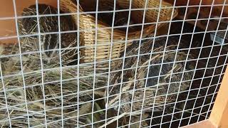 Coturnix quail in their new rabbit hutch [upl. by Norvan]