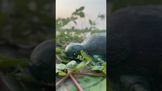 OMG 😱Avocado Tortoise 🐢 trending craftideas avocado malayalam tortoise craftideas voiceover [upl. by Nnahgiel]